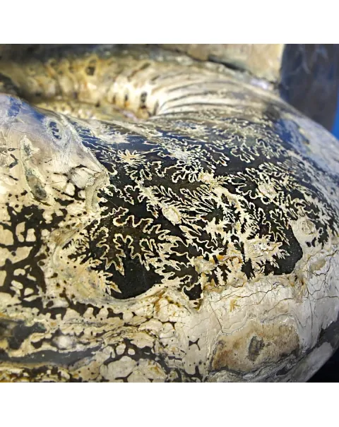 Ammonite Douvilleiceras Gigante