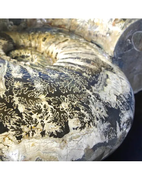 Ammonite Douvilleiceras Gigante