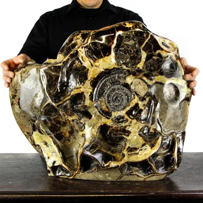 Ammonite Gigante su Septaria