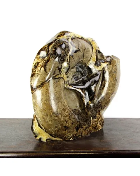 Ammonite Gigante su Septaria
