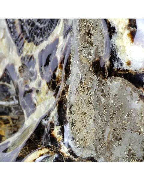 Ammonite Gigante su Septaria