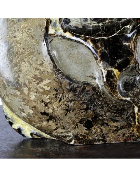 Ammonite Gigante su Septaria