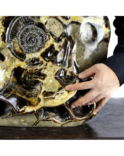 Ammonite Gigante su Septaria