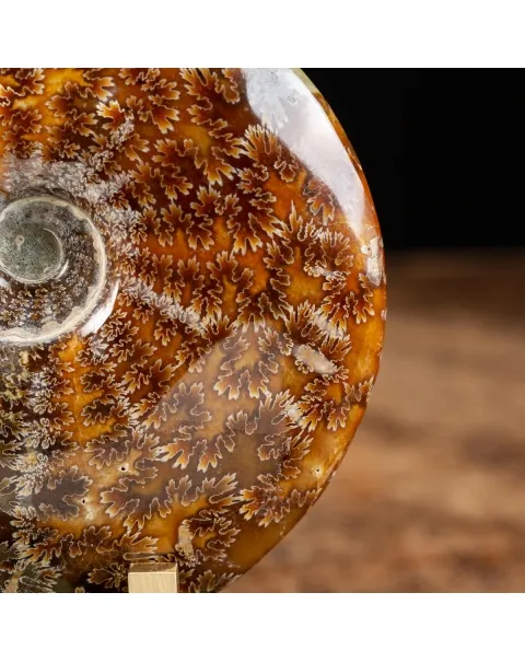 Ammonite Cleoniceras 