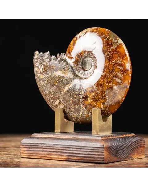 Ammonite Cleoniceras 