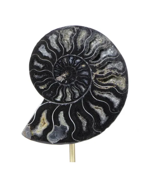 Ammonite Cleoniceras nera su Base in Ottone
