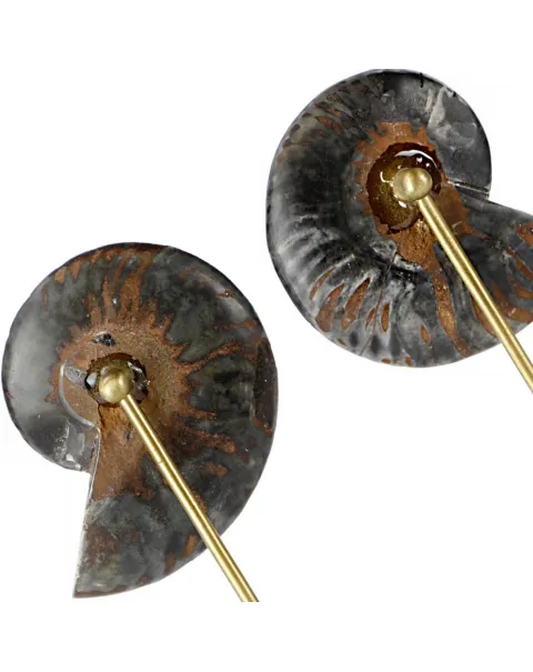 Ammonite Cleoniceras nera su Base in Ottone