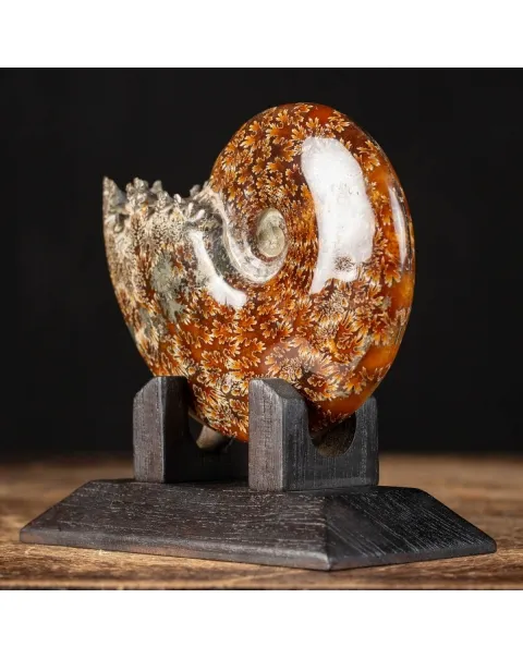 Ammonite Cleoniceras La spirale perfetta