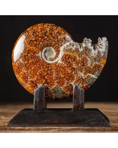 Ammonite Cleoniceras La spirale perfetta