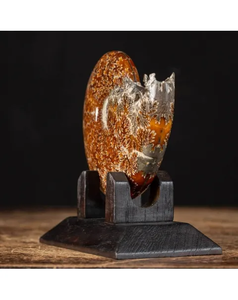 Ammonite Cleoniceras La spirale perfetta