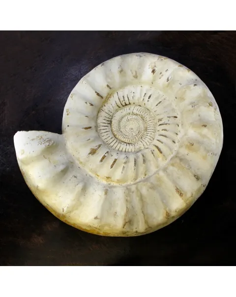 Ammonite Kranaosphinctes Sp.