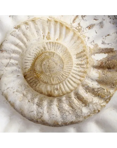 Ammonite Kranaosphinctes Sp.