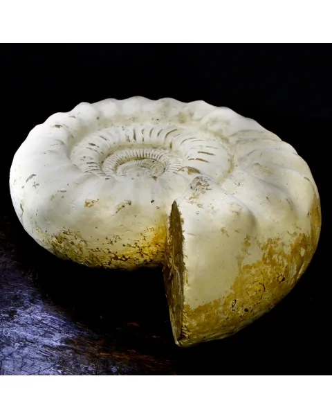 Ammonite Kranaosphinctes Sp.