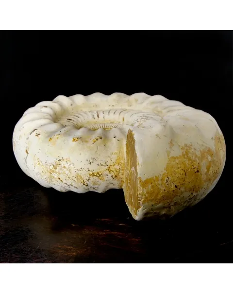 Ammonite Kranaosphinctes Sp.