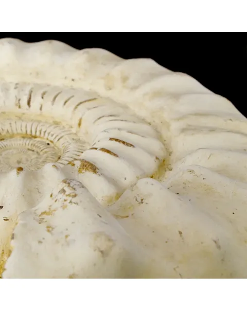 Ammonite Kranaosphinctes Sp.
