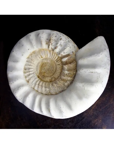 Ammonite Kranaosphinctes Sp.