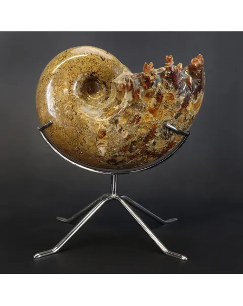 Ammonite Phylloceras