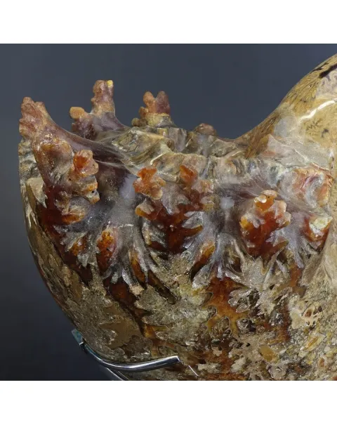 Ammonite Phylloceras