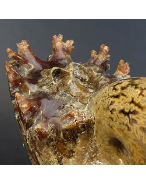 Ammonite Phylloceras