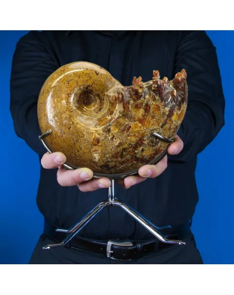 Ammonite Phylloceras
