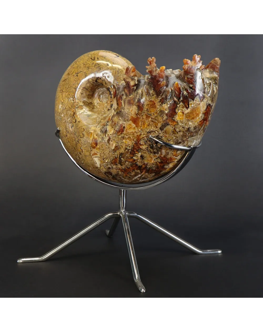 Ammonite Phylloceras