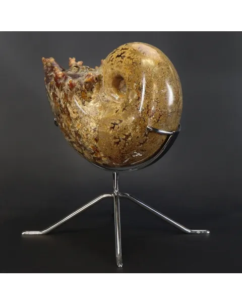 Ammonite Phylloceras