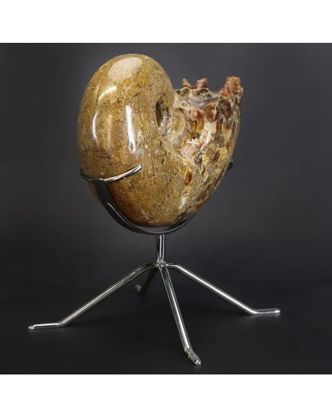 Ammonite Phylloceras