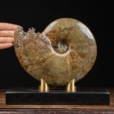 Ammonite Cleoniceras