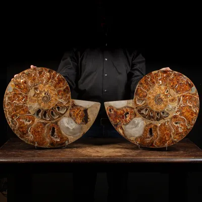 Ammonite Cleoniceras
