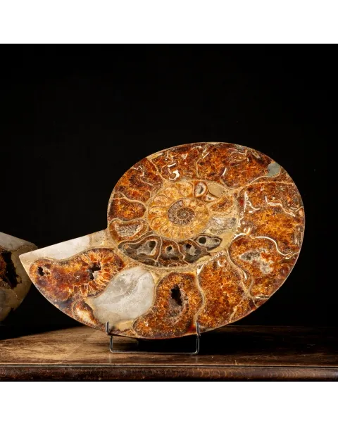 Ammonite Cleoniceras