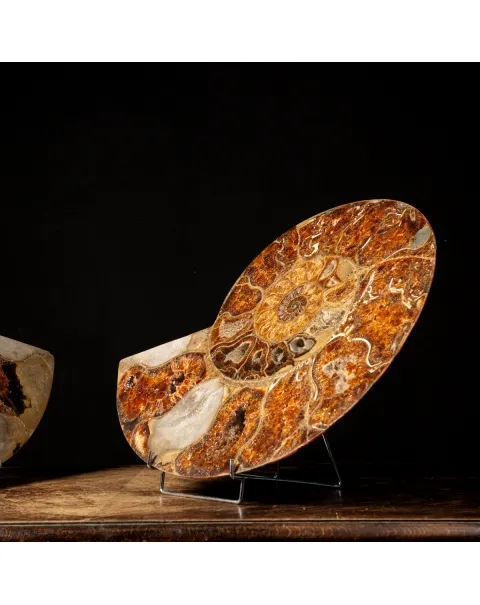 Ammonite Cleoniceras