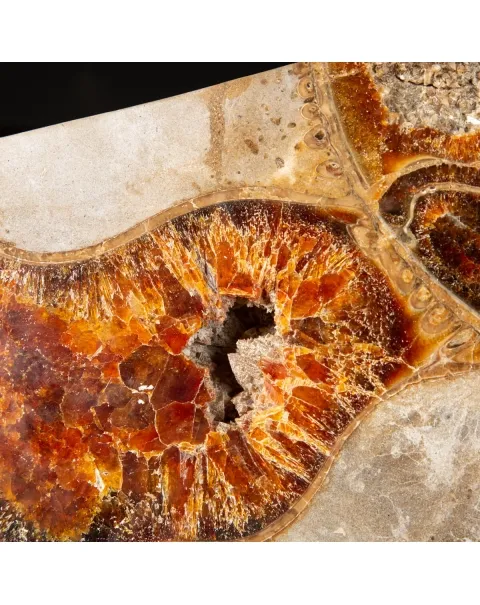 Ammonite Cleoniceras