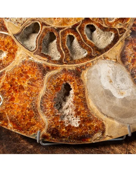 Ammonite Cleoniceras