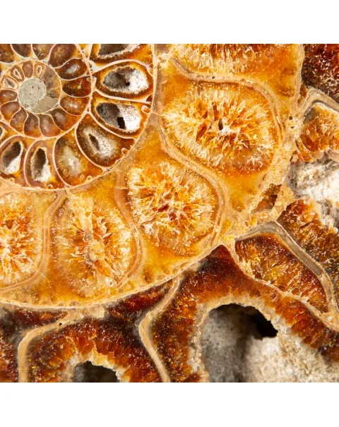 Ammonite Cleoniceras