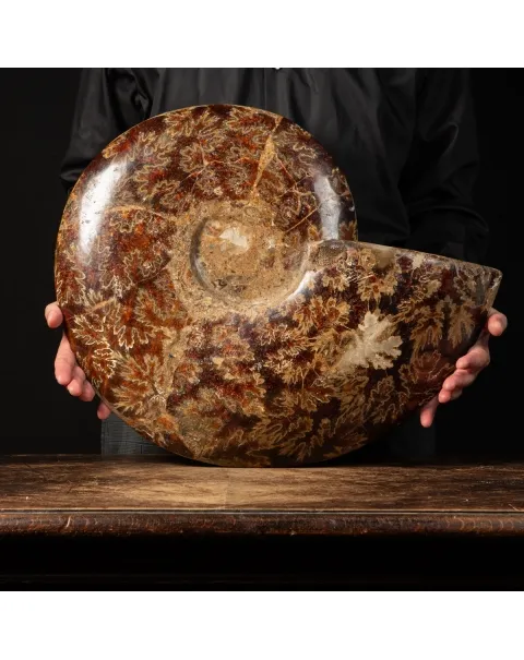 Ammonite Cleoniceras