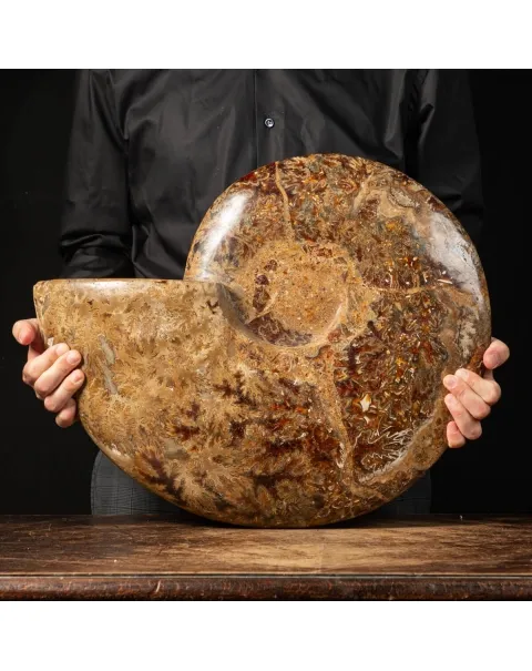 Ammonite Cleoniceras
