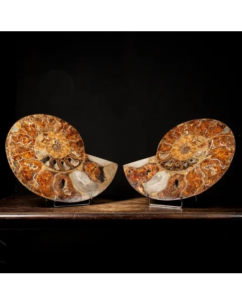 Ammonite Cleoniceras