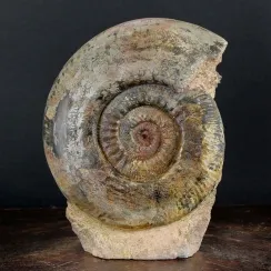 Ammoniti Hammatoceras (3)
