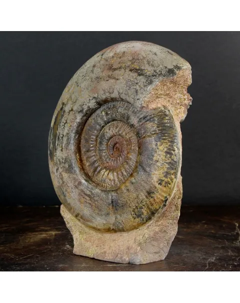 Ammonite Hammatoceras