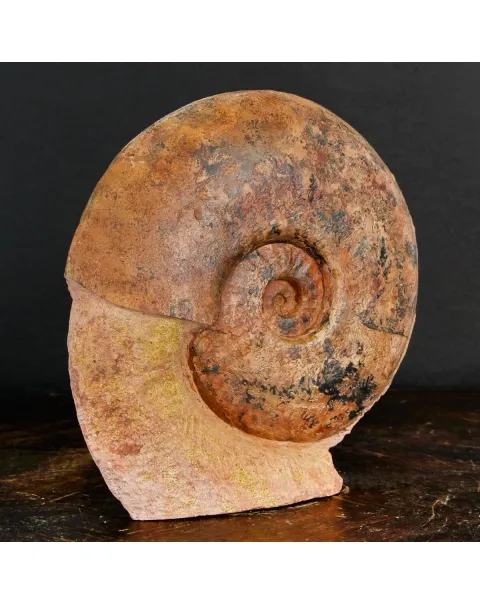 Ammonite Esericeras