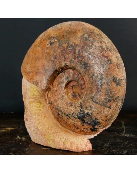 Ammonite Esericeras