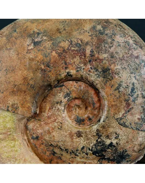 Ammonite Esericeras