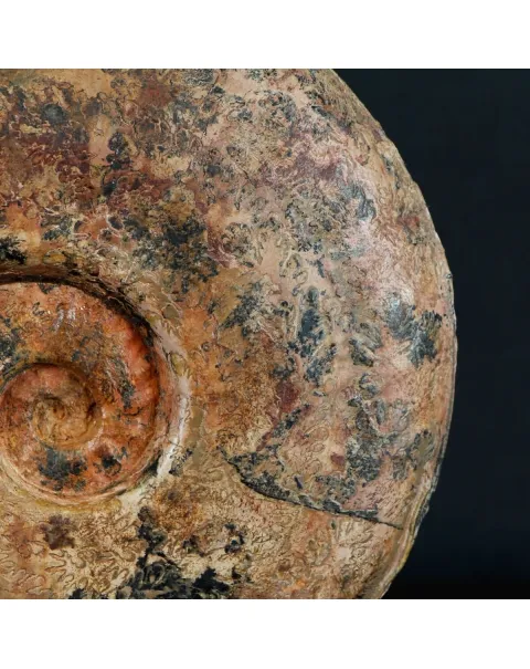 Ammonite Esericeras