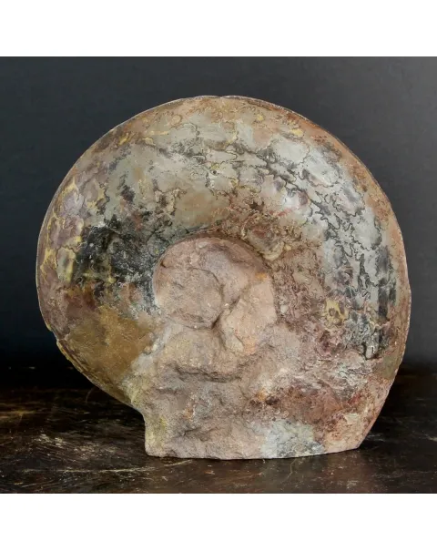 Ammonite Esericeras