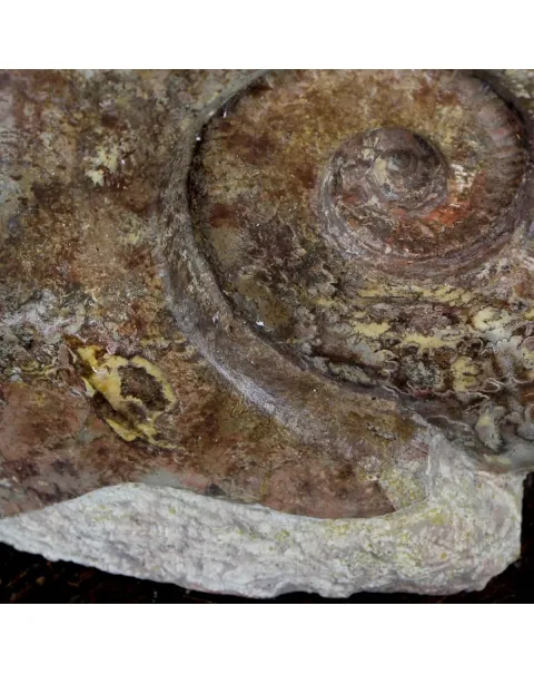 Ammonite Esericeras