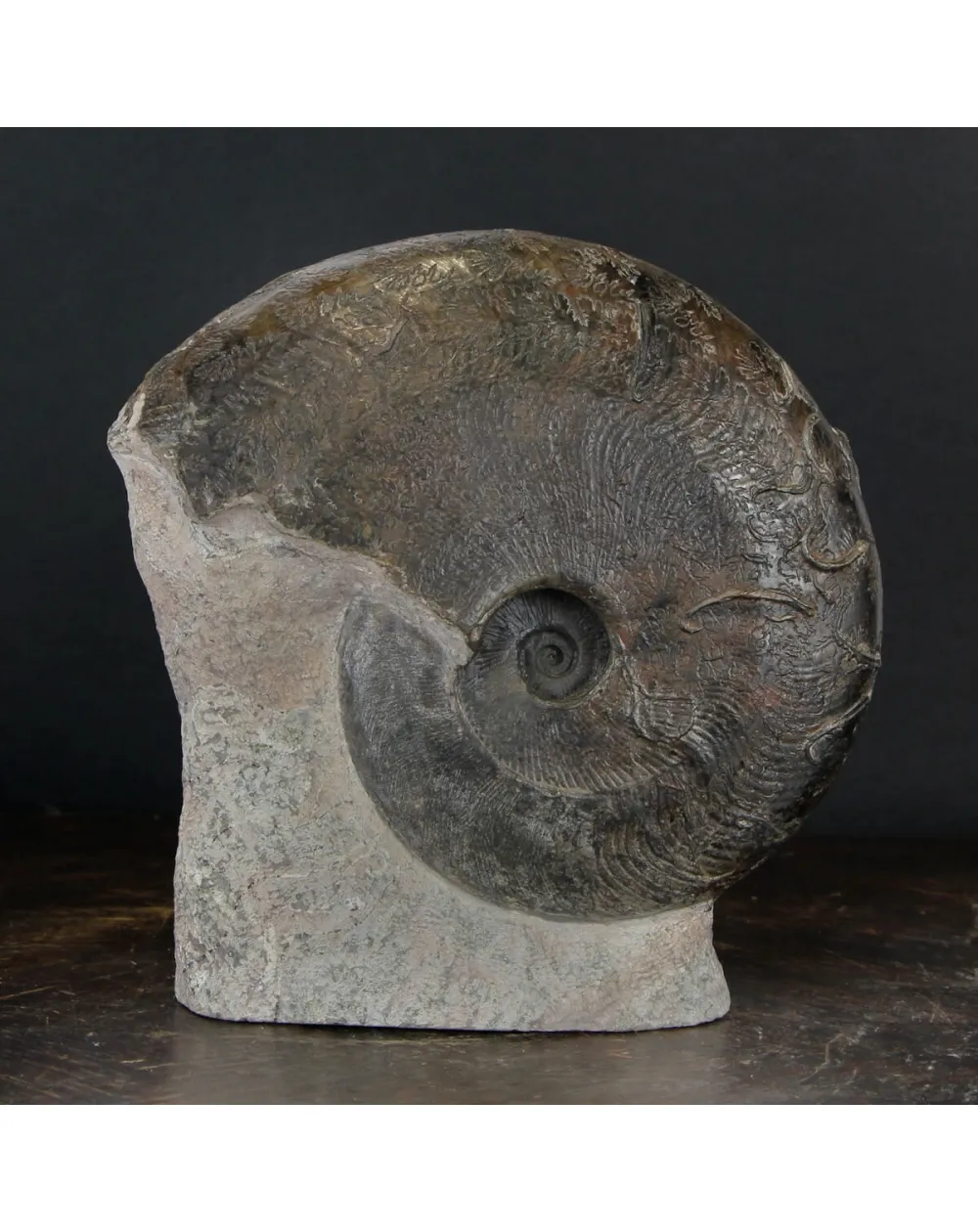 Ammonite Harpoceras