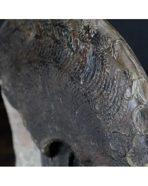 Ammonite Harpoceras