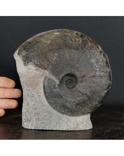 Ammonite Harpoceras