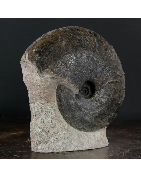 Ammonite Harpoceras