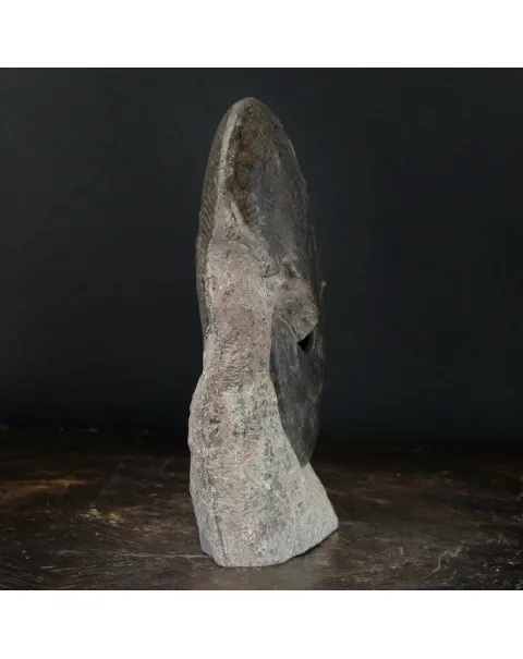Ammonite Harpoceras